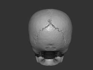 Scull 3D Print Model