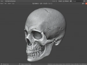 Scull 3D Print Model
