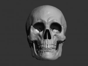 Scull 3D Print Model