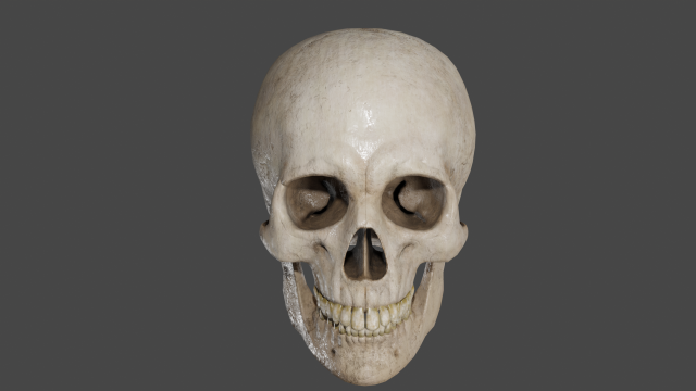 Scull 3D Модель .c4d .max .obj .3ds .fbx .stl .blend 