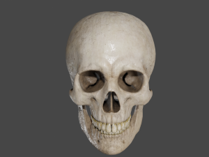 Scull 3Dモデル