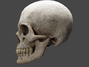 Scull 3D Модель