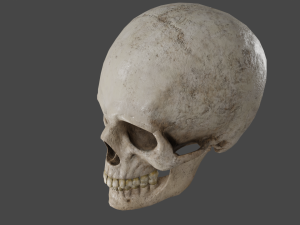 Scull 3D Модель