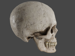 Scull 3D Модель