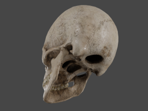 Scull 3D Модель