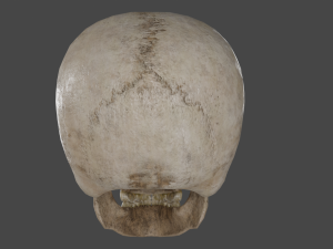 Scull 3D Модель