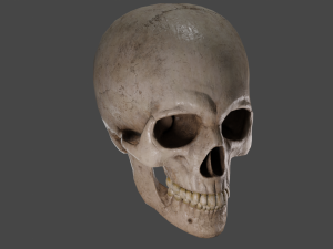 Scull 3D Модель