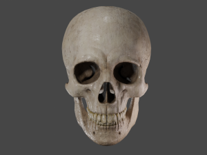 Scull 3D Модель