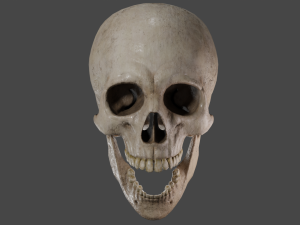 Scull 3D Модель