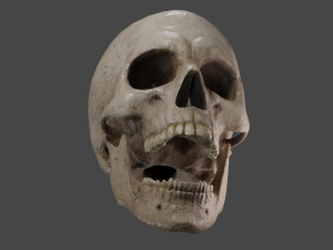 Scull 3D Модель