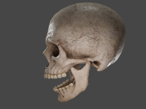 Scull 3D Модель