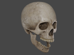 Scull 3D Модель