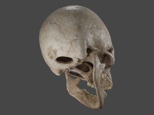 Scull 3D Модель