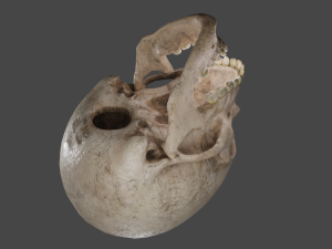 Scull 3D Модель