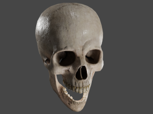 Scull 3D Модель
