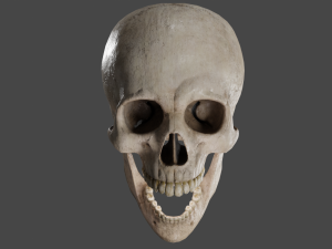 Scull 3D Модель