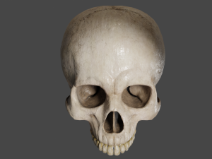 Scull 3D Модель