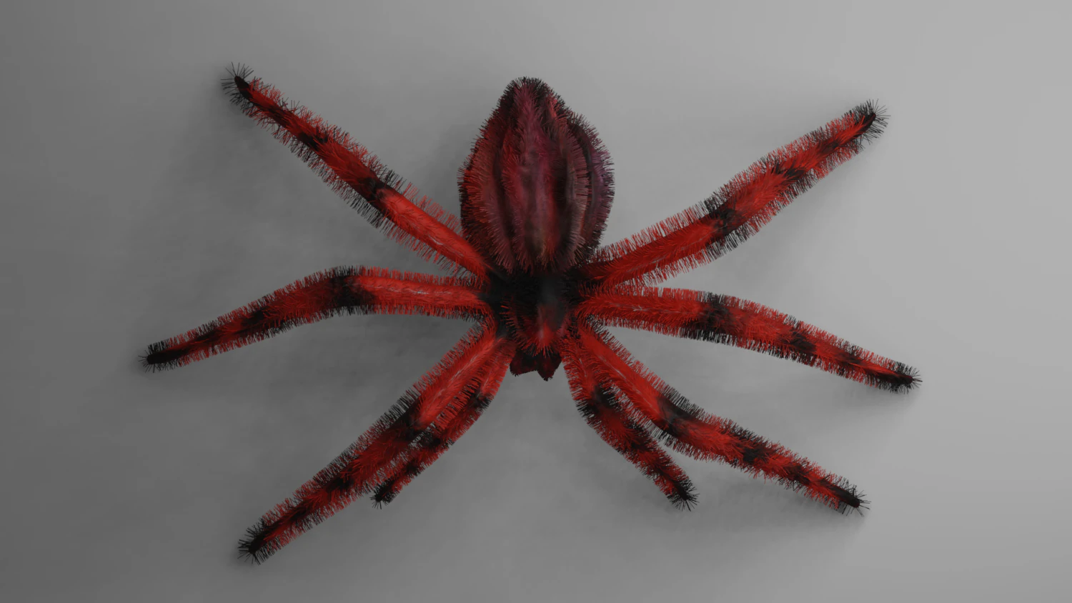 SPIDER LOW MODEL 3D Model .c4d .max .obj .3ds .fbx .stl .blend