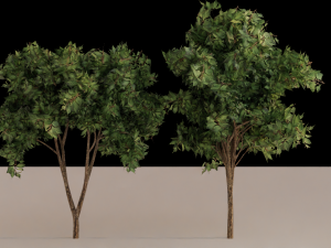 Trees 3D Model