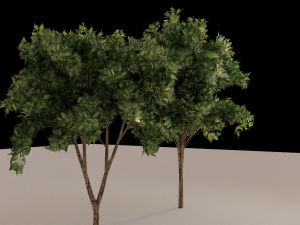 Trees Model 3D