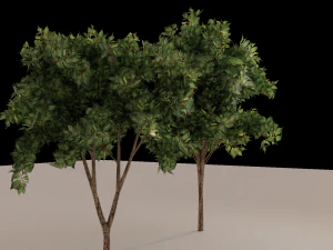 Alberi Modello 3D