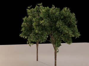 Trees Model 3D