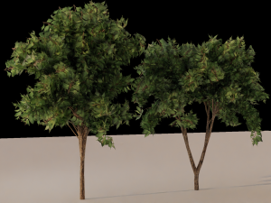 Trees Model 3D