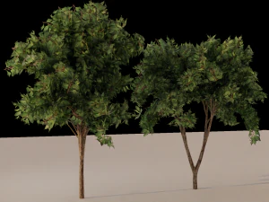 Alberi Modello 3D