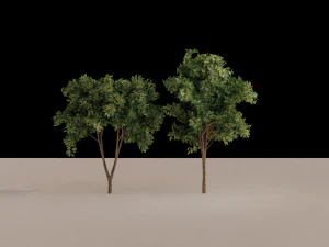 Alberi Modello 3D