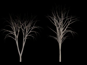 Alberi Modello 3D