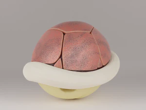 Conchas y concha azul concha espinosa Modelo 3D