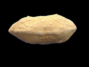 Luchi 3D Model