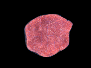 BeefLoin Medalion 3D 모델