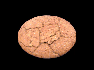 Cookie Molasses 3D Model