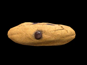 ChocolateChip Cookie 3D Model