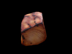 MisoBlackCod 3D Model