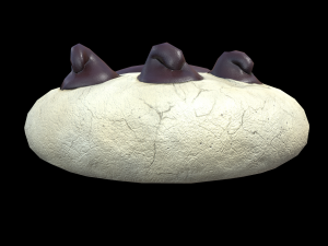Paw Cookie 3D Model