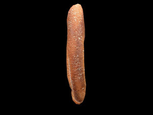 Pretzel 3D Model