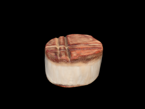 Scallop 3D मॉडल