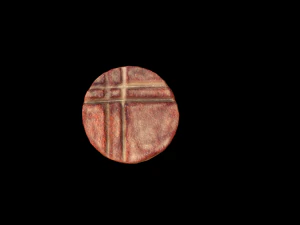 Scallop 3D Model