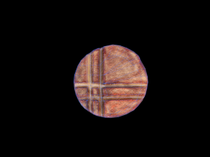 Scallop 3D मॉडल