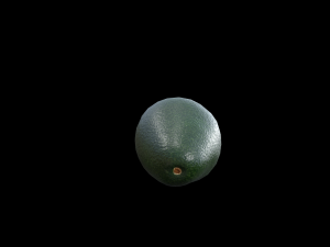 Avocado Modello 3D