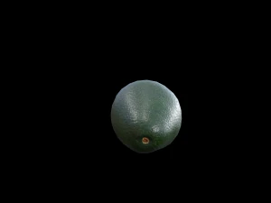 Avocado 3D Model