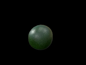Avocado 3D Model