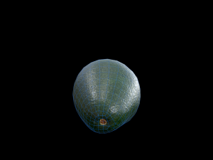 Avocado Modello 3D