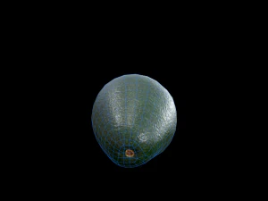 Avocado 3D Model