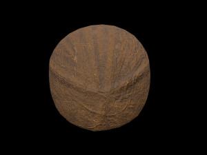 Coconut 3D Model