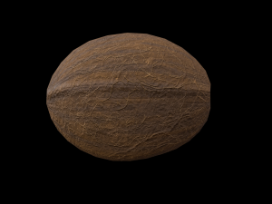 Coconut 3D Model