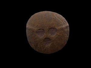 Coconut 3D Model
