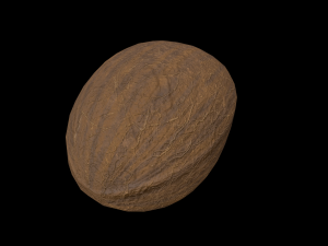 Coconut 3D Model